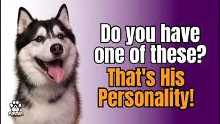 15 Canine Personalities: What Does Your Dog Say About His Breed?