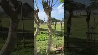 Summetime - Makoru Dog