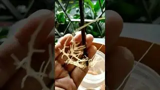 How to Propagate Bell Flower Plant in Water 💚#shorts #gardening #plantpropagation