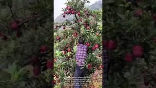 Efficient Apple Picking: Watch This Amazing Technique