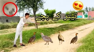 Ajj  mil gaye real Teetar ke bache 🐥Dil khush ho gaya! Dekho full Video 😍