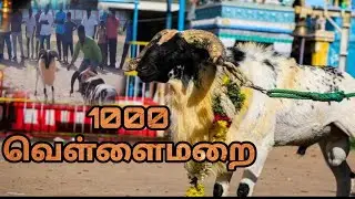 1000 Vellai marai | Sellur 7 Brothers 💥| #keda #muttu #kida #sandai #sellur