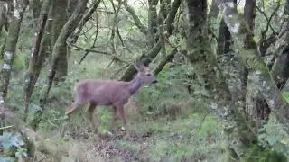 Looking for Red Deer on a Devon Moor #deer #reddeer #roedeer  