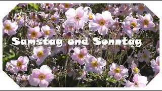 Samstag Sonntag 🌞🎵🌻🐞  Wochenendgr&uuml;&szlig;e