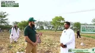 Narc G1 Garlic Harvesting | Mega Order for Mega Farm | Banu Mukhtar Farms | Best Grower in Pakistan