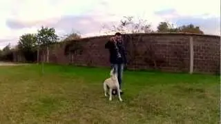 GoPro Hero 2:  Super Slow Motion Jump Labrador