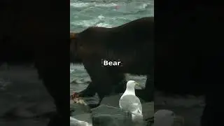 A deadly attack shakes up the bracket reveal for 2024’s Fat Bear Week contest