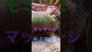 猫が喜ぶモミモミマッサージ🙌   #shorts