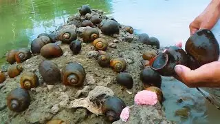 You'll Never Believe This hunting snails in the lake Fact