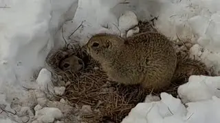 Richardson's ground squirrel