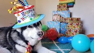 Dog Opens Birthday Presents