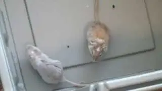 Gerbil Dominance