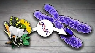 Os Organismos Geneticamente Modificados
