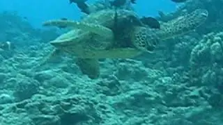 Turtle shell cleaning