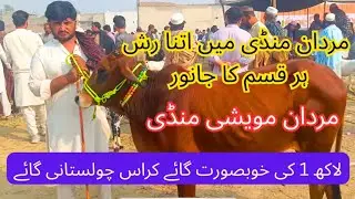 People Rush in Mardan Mandi | 1 lakh Beautiful Cow Karas Chulistani | Mardan Cattle Mandi 