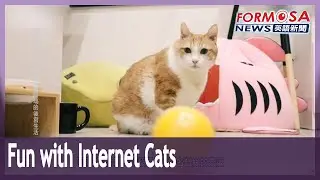 Internet-famous cats inspire range of cute products