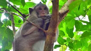 Jazzy monkey need relaxes on this place tree home nest refereed