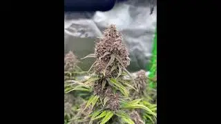 Purple Punch Auto | Fast Buds by art of grow