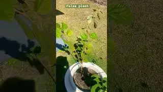 Sweet and sour taste Falsa plant in my garden (Asian berry plant)