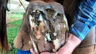 Old horse finally gets relief  !!!  horse stumbles when walking...