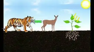 Как энергия Солнца передается/распределяется между всеми живыми организмами?