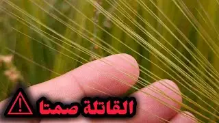 ⚠️ العُشْبَةُ القَاتِلَةُ صَامِتًا | الخَطَرُ الخَفِيُّ لِنَبْتَةِ Stipa capensis ⚠️