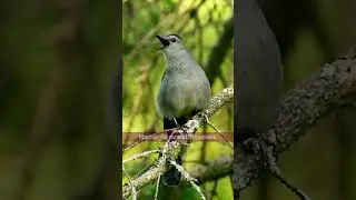 The Grey Catbird's Incredible Singing Voice - Bird Sounds #shorts