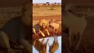 Lion Surprised by Warthog at the Water Edge