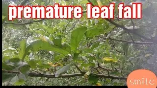 premature leaf fall nativo spray||marssonina lear blotch ||carbendazim or flusillazole12.5 percent