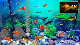 Cat TV 4K Fish Tank 🐠 | 8 Hours of Tropical Fish for Cats to Watch | Aquarium background (No Music)