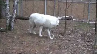 WC Video - 25 November 2009 - Two Weeks of Retirement, Malik and the Pack are Adjusting