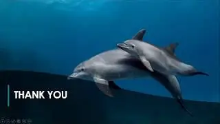 dolphin presentation