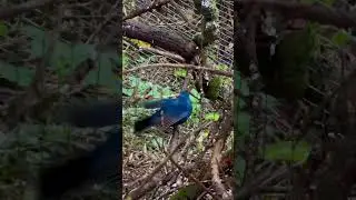 mix softbills bird aviary #bird #birds