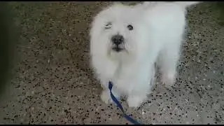 Reena cutee and lovelable dog passed away 2019