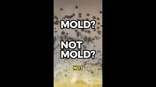 To Dispose or Not to Dispose? 🧐 #shorts #microgreens #mold #growingmicrogreens #microgreen