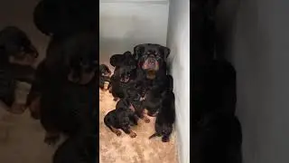 Mother protecting her babies🥺😍❤️  #shorts #dog #viral