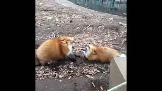 Fox Fight!