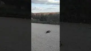 CAUTION snapping turtle crossing🤙