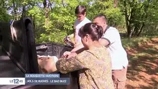 M6 Le Mag du 12h45 Vol de ruches