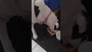 Rosie the pit bull enjoys some salmon and sweet potatoes 
