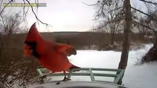 Birds birds birds morning of Feb 4th 2026
