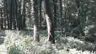 Noon In Summer In The Woods