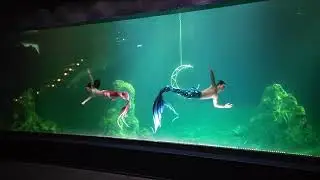 花蓮遠雄海洋公園-美人魚秀