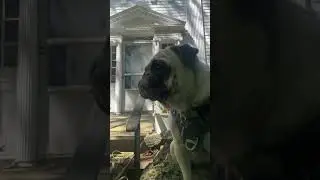 P. O.V You need money for dog treats  ￼