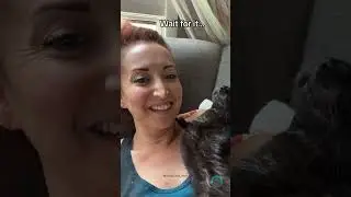 Crazy Cats in Action 🤣 #trynottolaugh #memes #catmemes  #cat #funny #dailycatdose #cute #animals