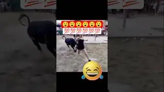I Escaped the Running of the Bulls