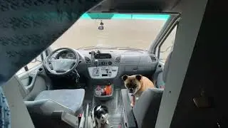 Dogs, Van, Beach