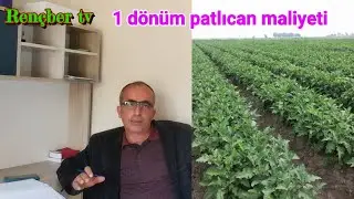 10 dönüm patlıcan maliyeti karı zararı tonajı verimi para kazanmak için size tavsiyelerim