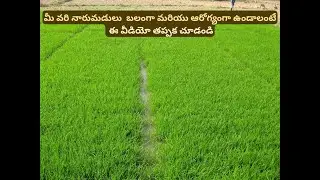 Supergro trishoolతో వరి నారుమడుల్లో అద్భుత ఫలితాలు| నాటే దశ నుంచే స్పష్టమైన తేడా|రైతులు తప్పక చూడాలి