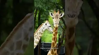 Why Do Giraffes Migrate